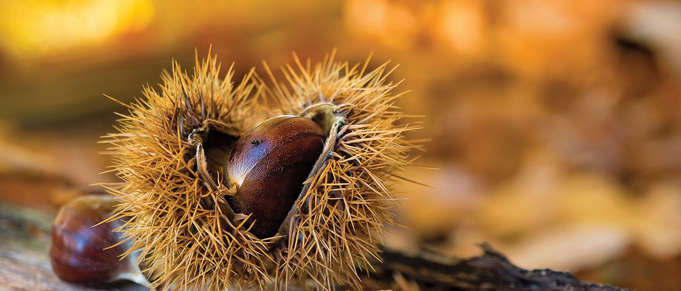 Μια ακόμη καλλιέργεια στο Μέτρο 23, τα κάστανα που δεν πήραν de minimis
