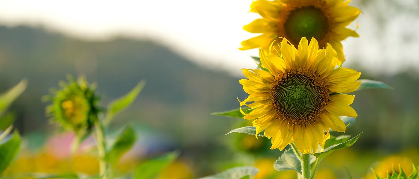 Εκτοξεύθηκε έως τα 44 λεπτά η κατώτατη τιμή για συμβάσεις στον ηλίανθο