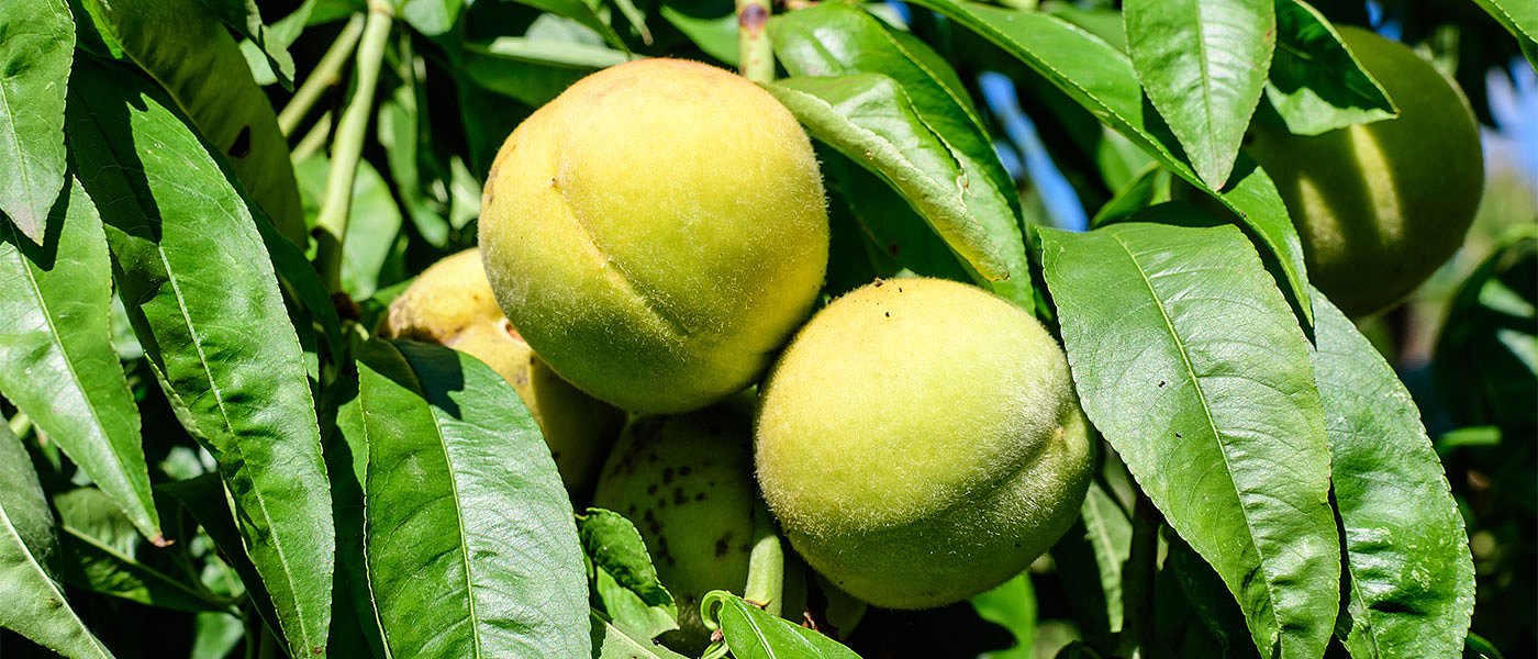 Τι γίνεται με τις αποζημιώσεις στα παραμορφωμένα ροδάκινα, συγκέντρωση στα Γιαννιτσά