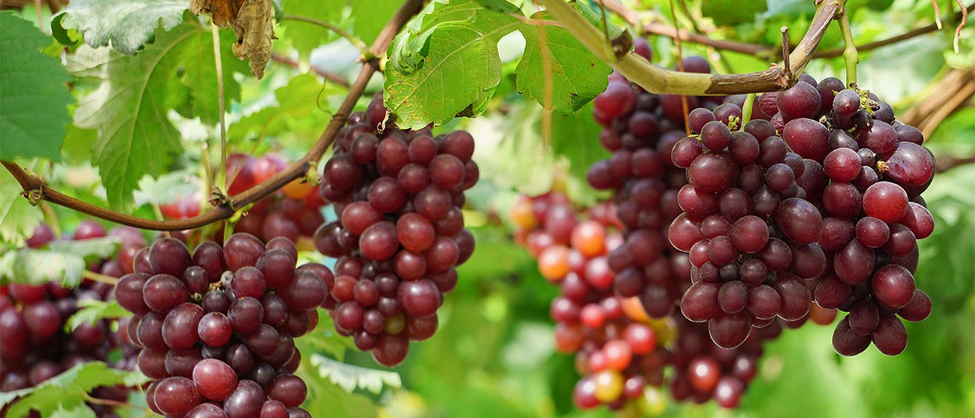 Λιγότερα τα de minimis στα σταφύλια, Μάρτιο πληρωμή παρακράτησης 20% από ΕΛΓΑ 