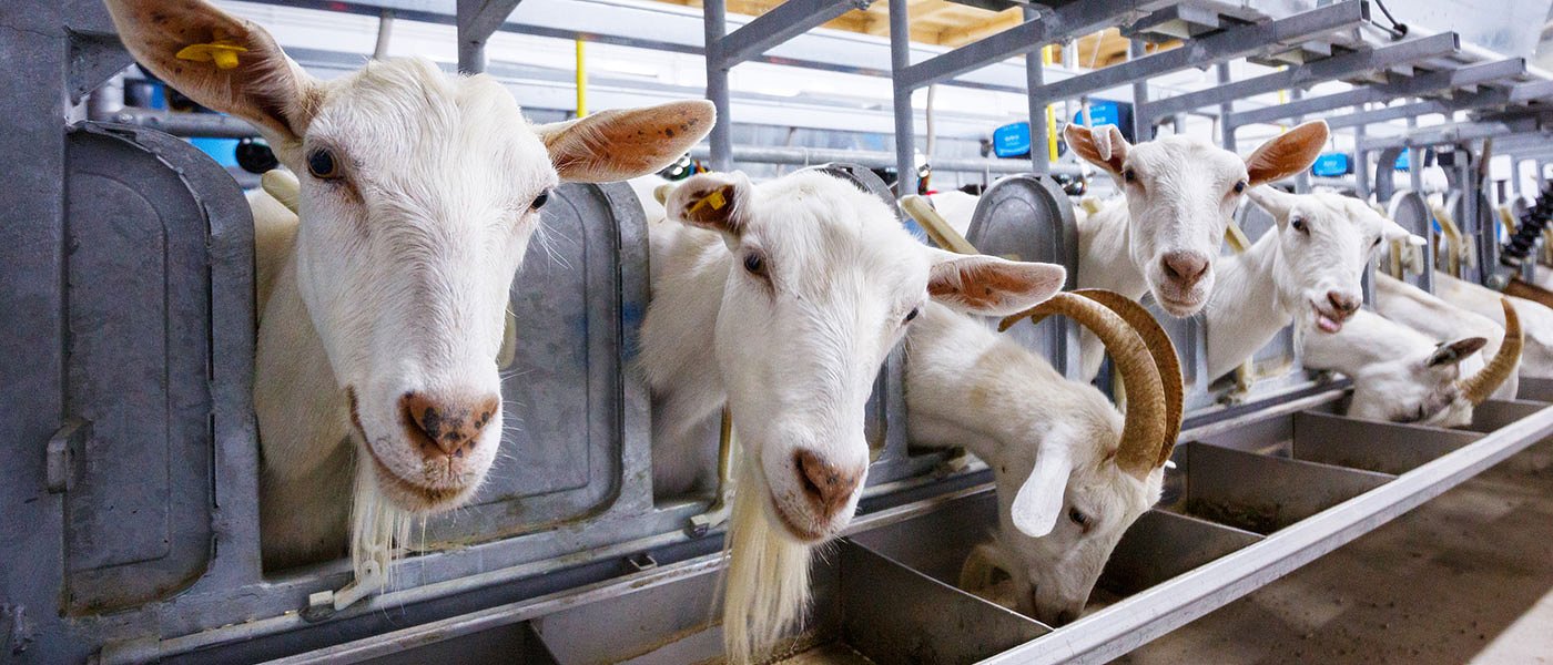 89 εκατ. ευρώ στην κτηνοτροφία: 7-7,5 ευρώ σε 8,6 εκατ. αιγοπρόβατα και 55 ευρώ στις αγελάδες