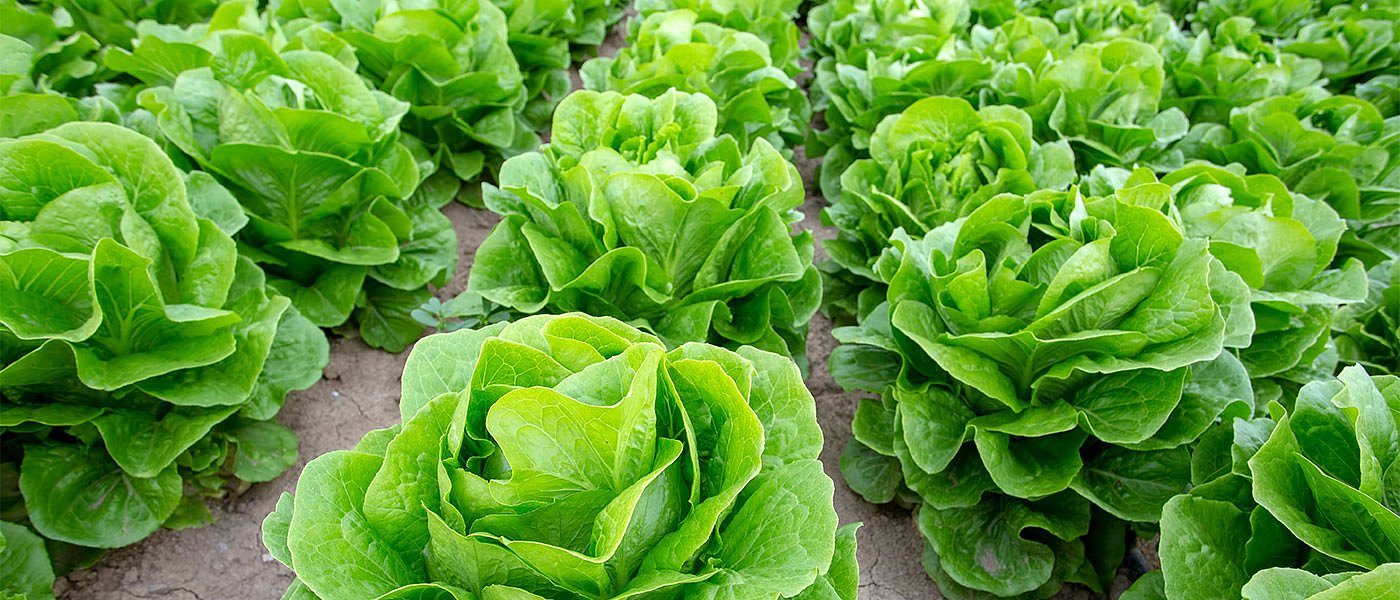 Το τουριστικό ρεύμα και η αύξηση των κρατήσεων φέρνουν κινητικότητα στο μαρούλι