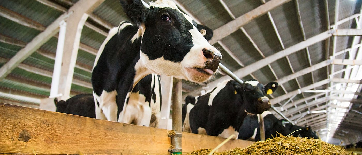 Δύο νέες αποφάσεις του Αρείου Πάγου δικαιώνουν αγελαδοτρόφοι για το καρτέλ γάλακτος