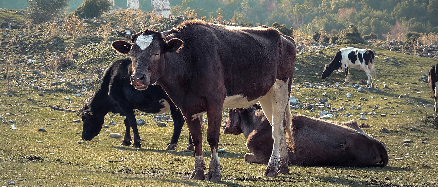 Κτηνοτρόφος Αχιλλέας Τσαπραΐλης: Εκεί που μας χρωστούσανε μας πήραν και το βόδι