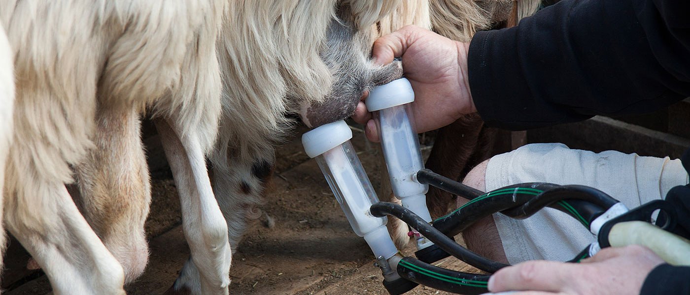 Ευλογιά: Κρούσμα στην Κοζάνη και θανάτωση 220 ζώων, ευθύνες για εξάπλωση ρίχνει ο ΣΕΒΓΑΠ σε Δήμους, Περιφέρειες και ΥπΑΑΤ