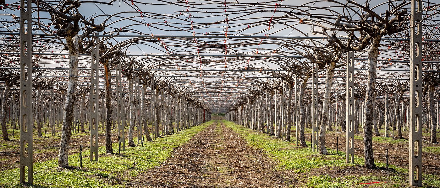 Ακτινιδιά: Γιατί το σωστό «δέσιμο» των κληματίδων καθορίζει την παραγωγή