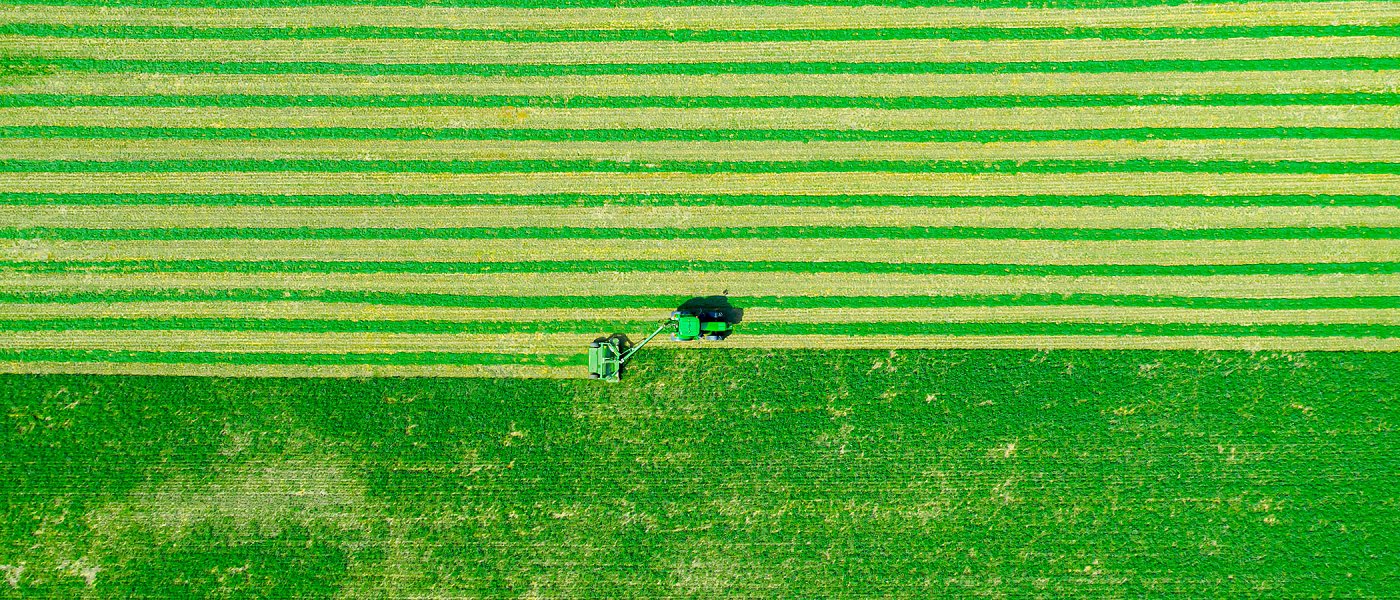 Που κυμαίνονται οι τιμές μηδικής στο τέταρτο χέρι, μειωμένη ζήτηση και προβλήματα λόγω ευλογιάς