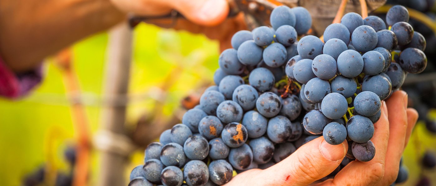 Στο ΦΕΚ ο Εθνικός Κατάλογος ποικιλιών, υποκειμένων και κλώνων αμπέλου