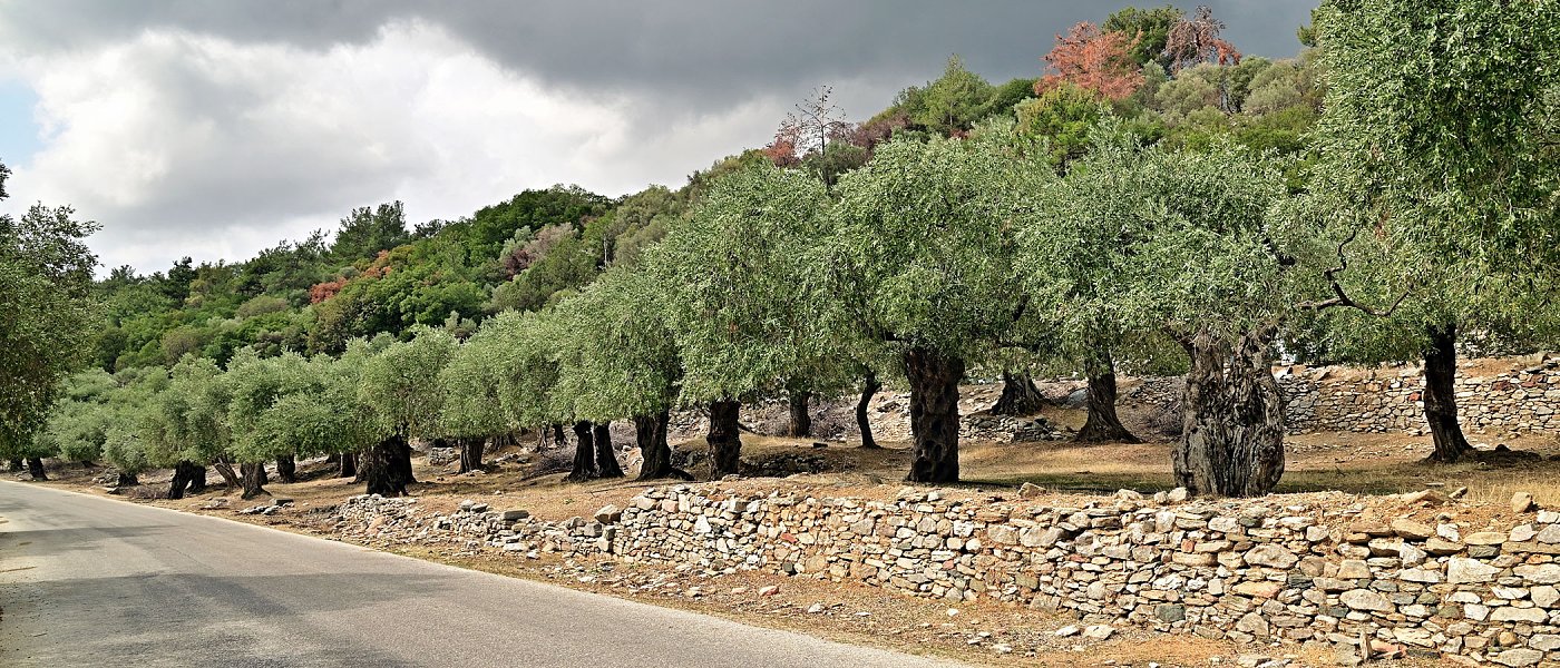 Αναβαθμίδες (Οικολογικό σχήμα): Έτοιμες στο χωράφι, μπλοκαρισμένες στον χάρτη ΟΣΔΕ
