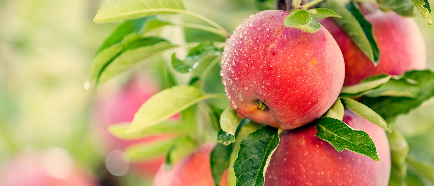 Μπορεί η φύση να θωρακίσει τον μηλεώνα; – Ανθοφόρες ζώνες & τοπικές ποικιλίες δείχνουν τον δρόμο