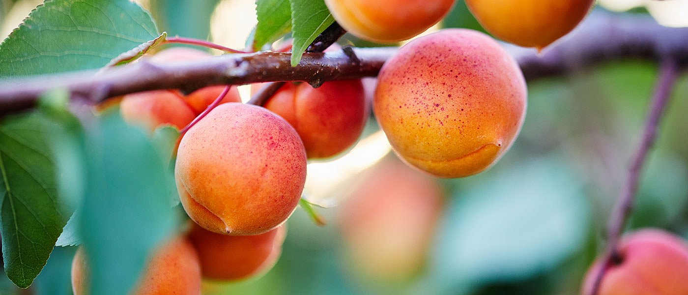 Βερικοκιά: οι χειρισμοί της εποχής – Λίπανση και Φυτοπροστασία