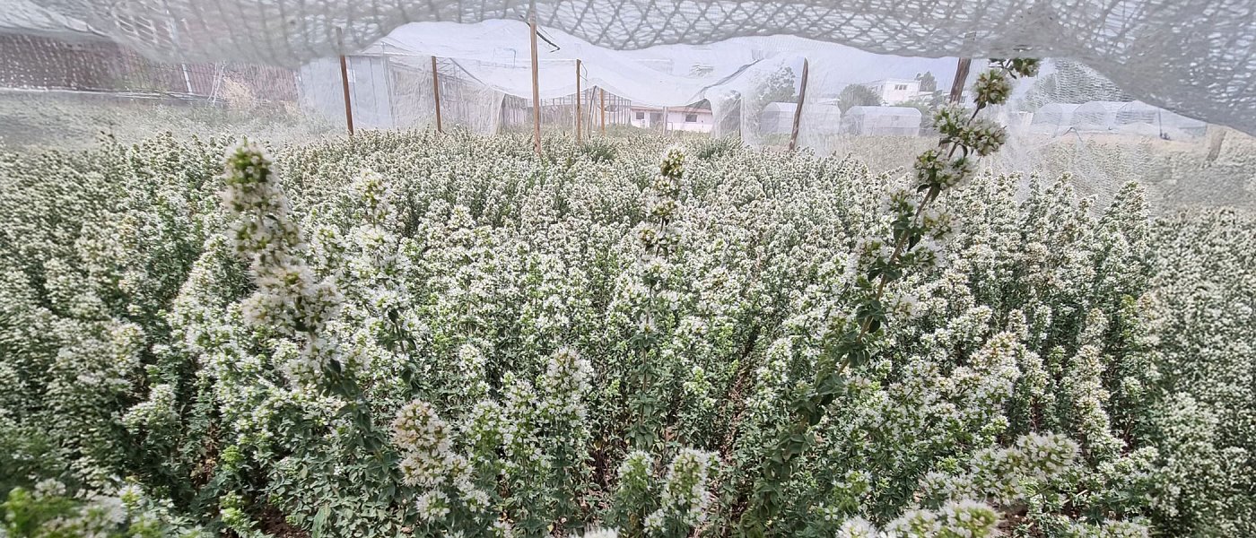 «Αρέθουσα», η πρώτη Ελληνική Ποικιλία Ρίγανης εγκαταστάθηκε στη Βόρεια Εύβοια