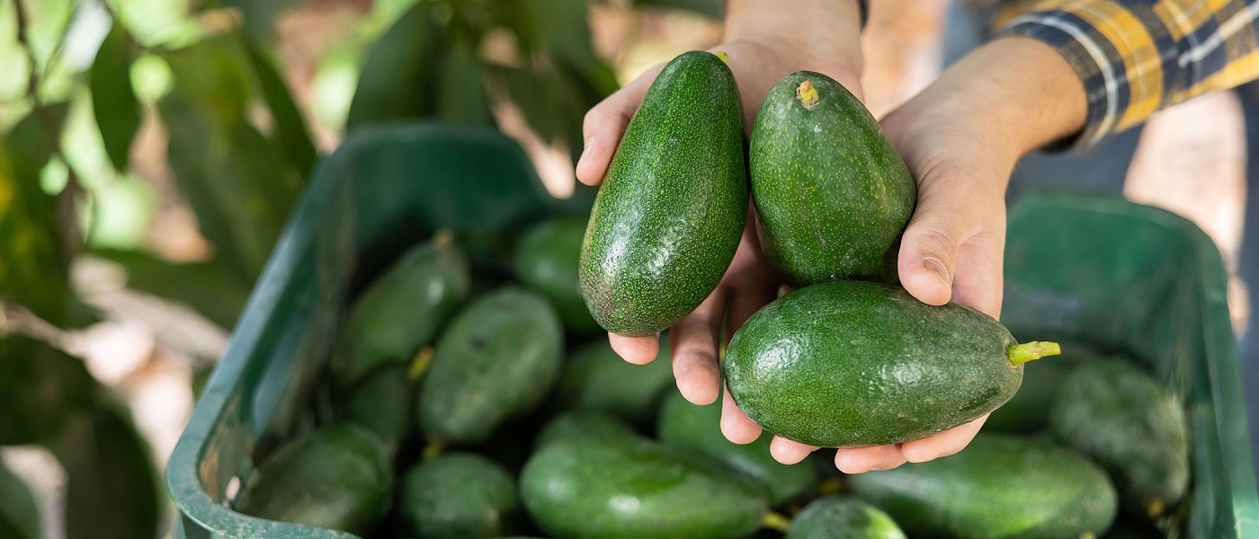 Αβοκάντο: Σε δυο εβδομάδες συγκομίζουν οι παραγωγοί της Κρήτης