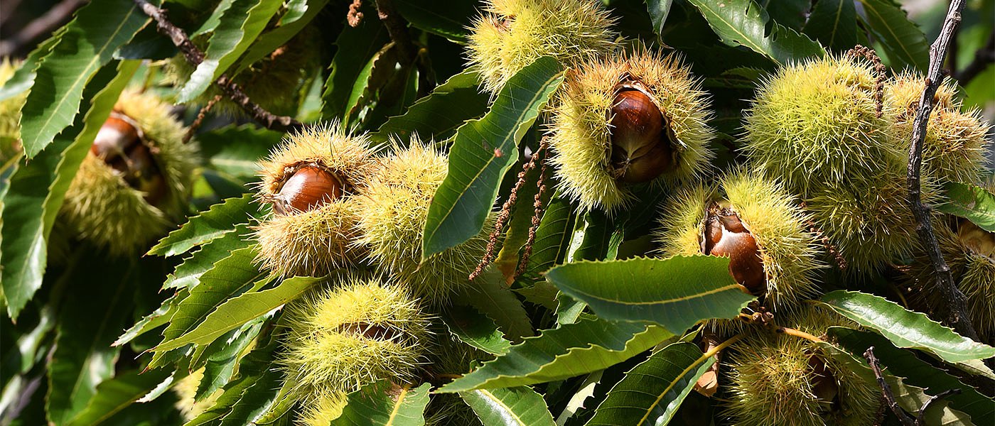Ξεκίνησαν τα κάστανα, επιφυλακτικοί οι Ιταλοί δεν βιάζονται να πουλήσουν οι παραγωγοί