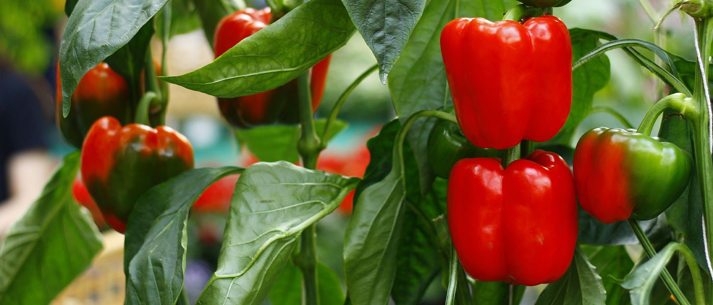 Συναγερμός για Τουρκικές πιπεριές με υπολείμματα φυτοφαρμάκων, τις έπιασαν οι Βούλγαροι