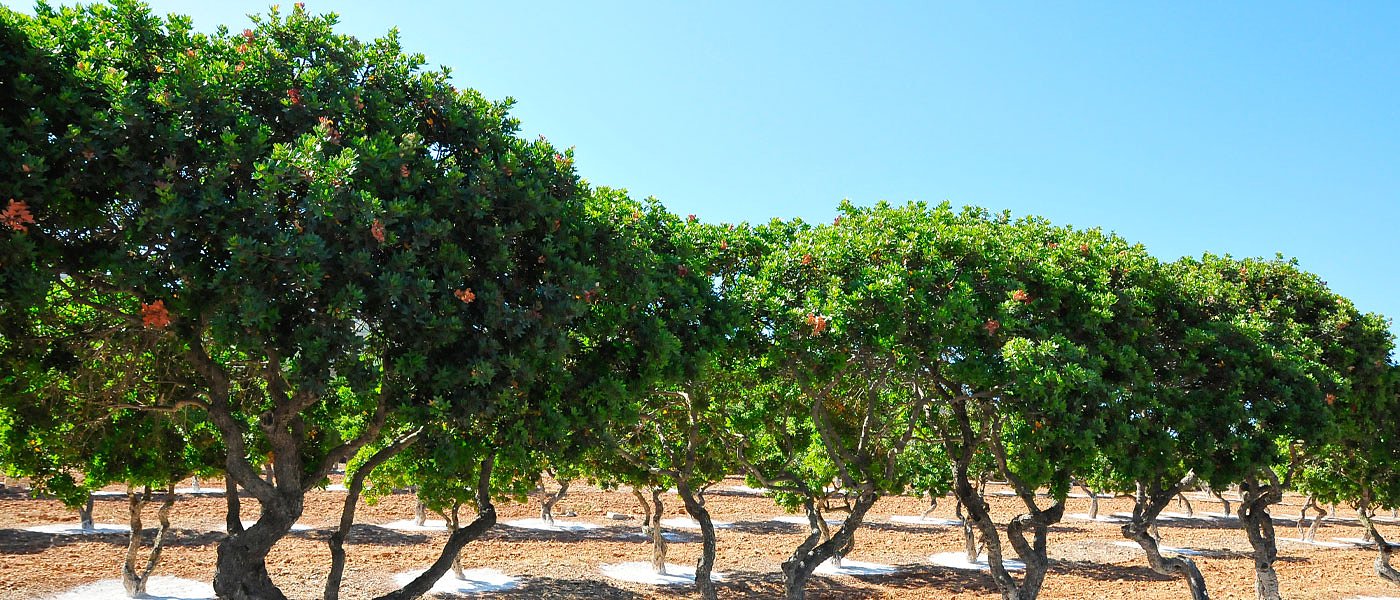 Να αντιγράψουν τη Μαστίχα Χίου που προελαύνει εμπορικά προσπαθούν οι Τούρκοι