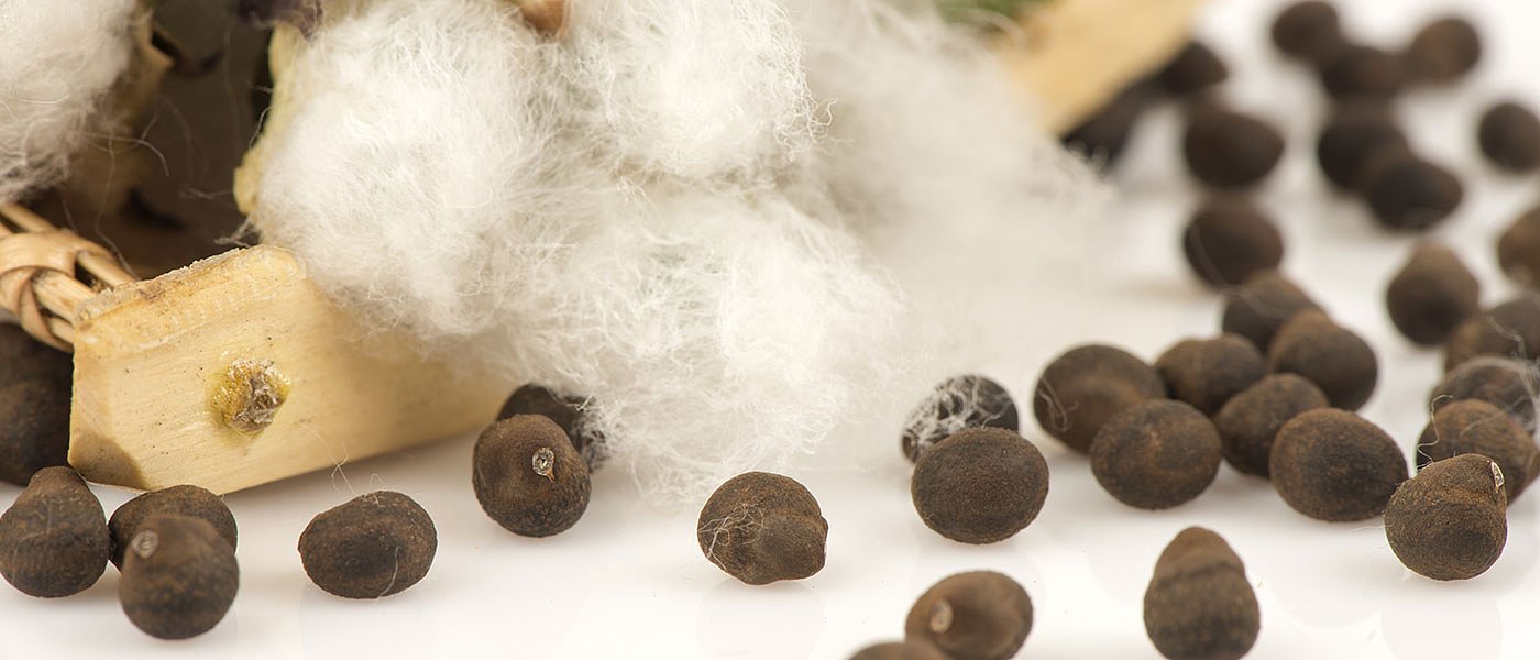 Οι έλεγχοι πιστοποιημένου σπόρου για συνδεδεμένη σε βαμβάκι και σκληρό σιτάρι