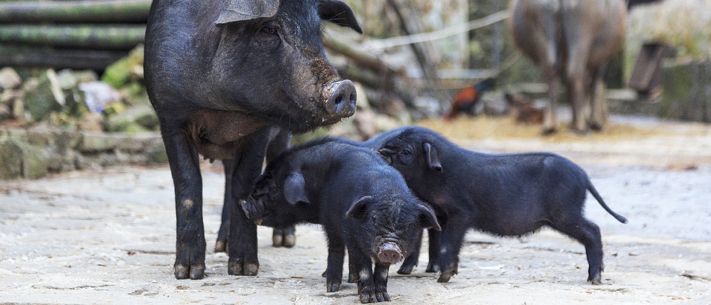 Κίνητρα από την πολιτεία για νέες φάρμες μαύρου χοίρου ζητούν οι παραγωγοί