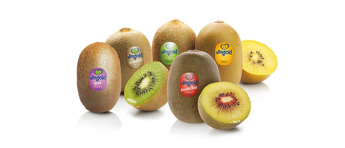 Καλλιέργεια κίτρινων και κόκκινων ακτινιδίων στην Ελλάδα, Οκτώβριο η πρώτη συγκομιδή