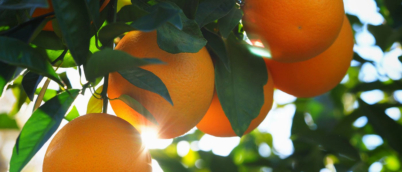 Καλή ροή εξαγωγών τα πορτοκάλια προς Βαλκανικές χώρες, έφτασαν 27 λεπτά τα Βαλέντσια