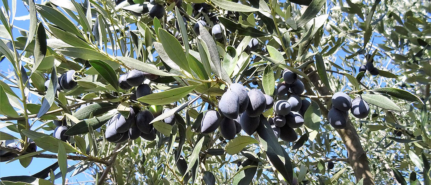 Στοιχεία εισαγωγών τριετίας ελιάς Καλαμών καλείται να πάει στη βουλή ο Λιβανός