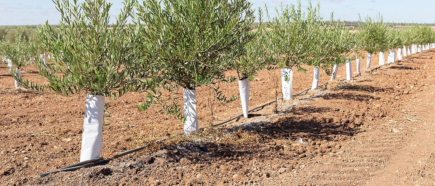 Νομοσχέδιο στην Βουλή για εισφορά δακοκτονίας, ποιοι πληρώνουν και πως υπολογίζεται