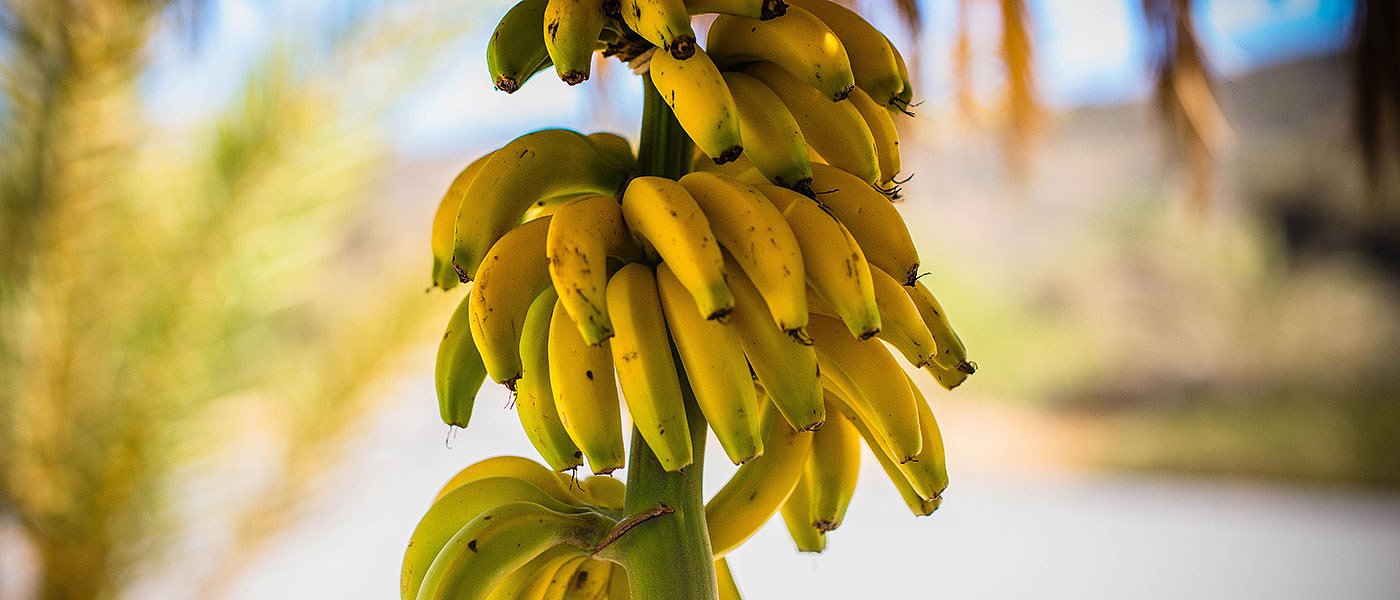 Έγινε ασύμφορη η κρητική μπανάνα και οι παραγωγοί στρέφονται στο αγγούρι