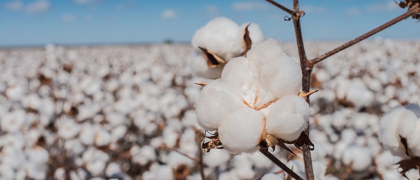 Σύσκεψη για βαμβάκι: Θα υπάρξει στήριξη εισοδήματος, δε θα χαθεί η στρεμματική