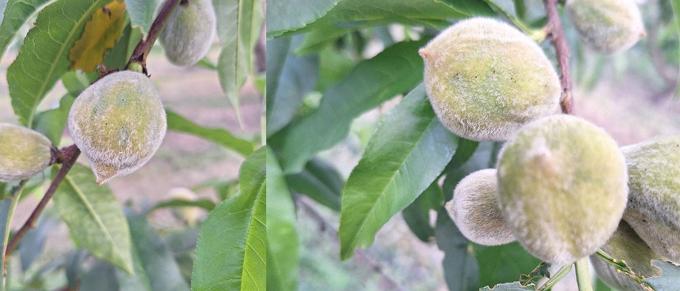 Η ασθένεια παραμορφωμένων καρπών βάζει τέλος στην καλλιέργεια πυρηνόκαρπων
