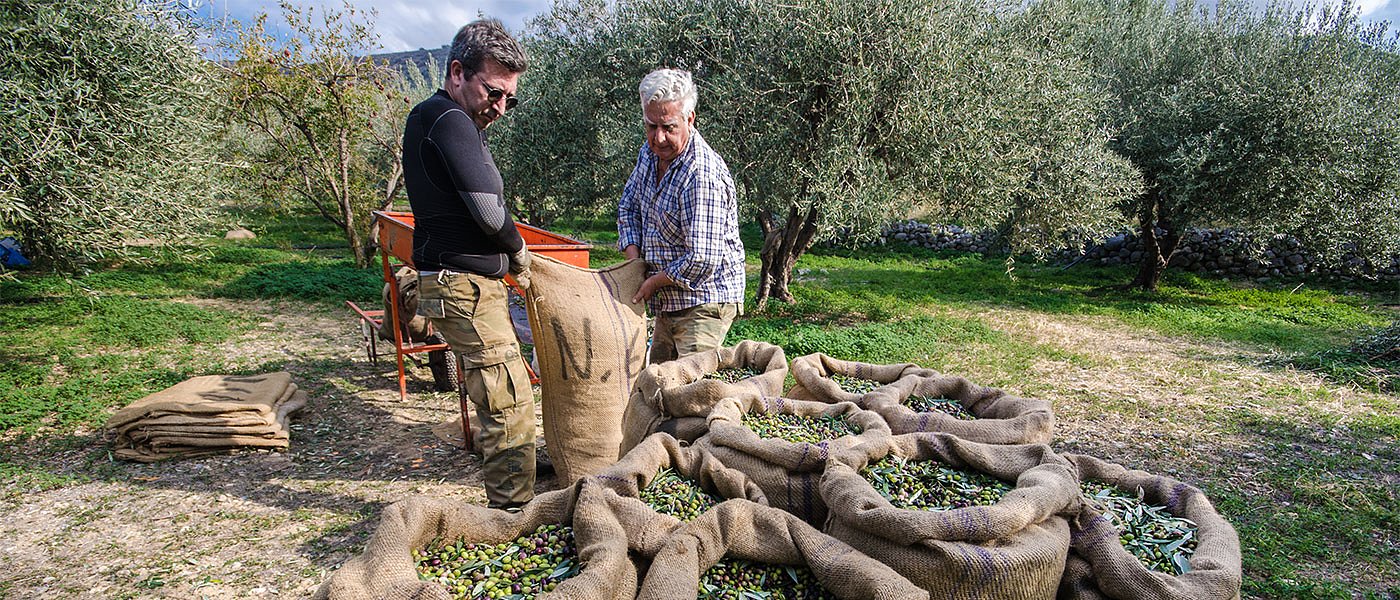 Μάστιγα φέτος οι κλοπές ελιών λόγω υψηλών τιμών ελαιολάδου και βρώσιμων
