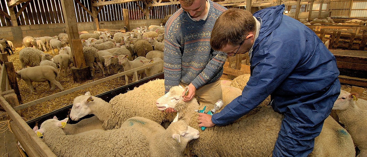 Συνάντηση στην Αταλάντη για ευλογιά αιγοπροβάτων, σε οικονομική ασφυξία οι κτηνοτρόφοι