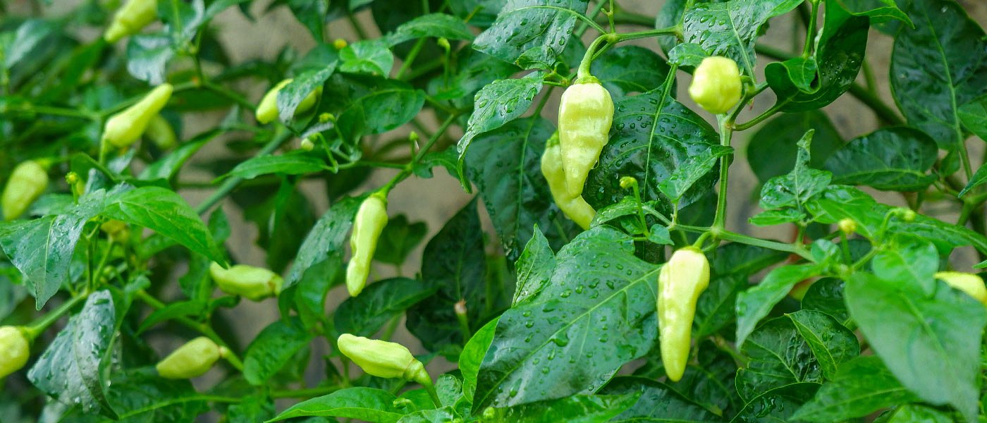 Κερδίζει στρέμματα στη Θεσσαλία η βιομηχανική πιπεριά, έως 40 λεπτά η τιμή