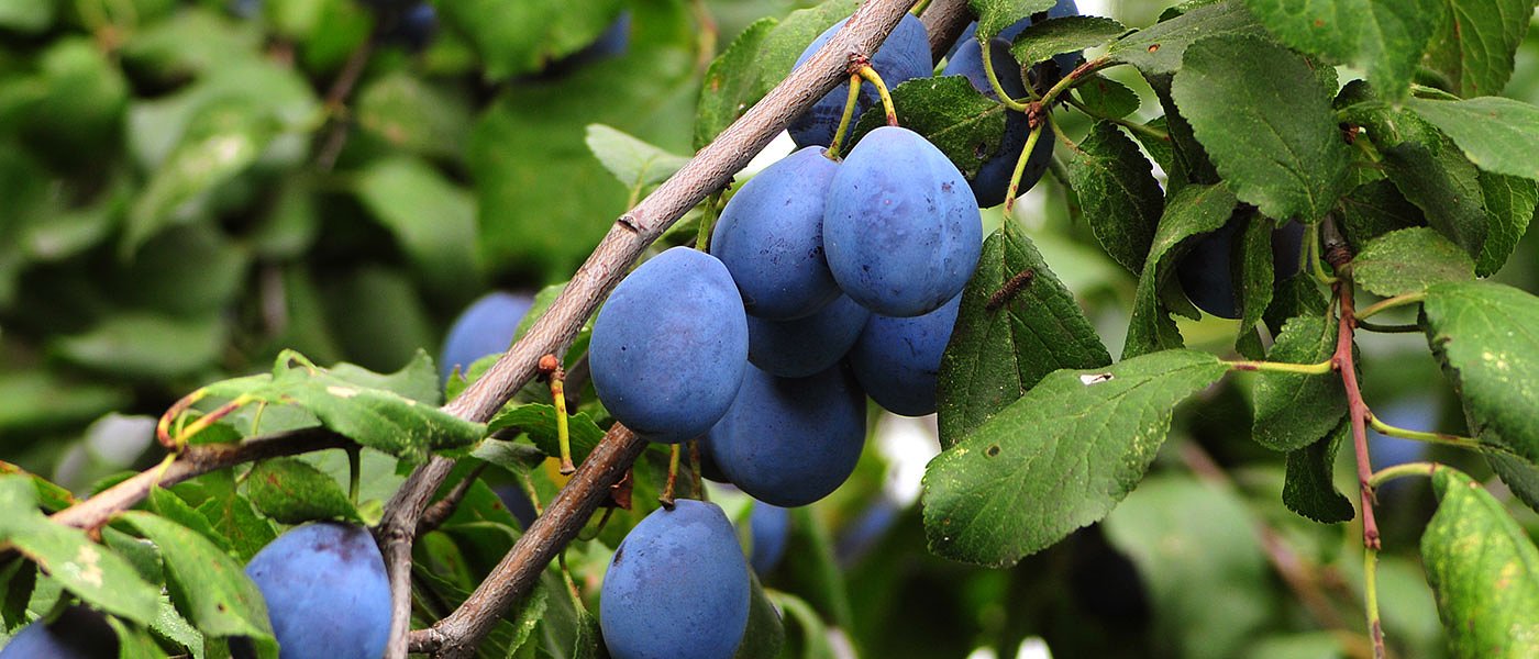 Μετά τα χαλάζια οι παραγωγοί δαμασκηνιάς πρέπει να αντιμετωπίσουν και την καρπόκαψα