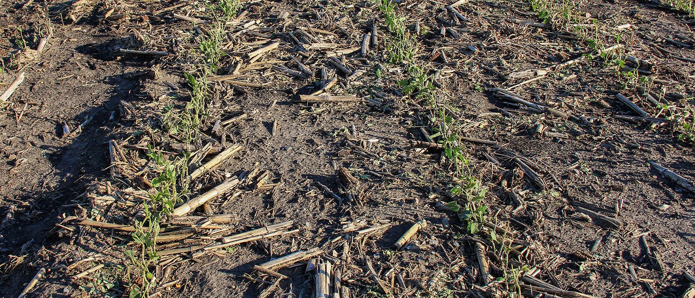 Βαμβάκια, καπνά και τομάτα χτύπησε το χαλάζι στη Θεσσαλία, ζημιές και στα Γιαννιτσά