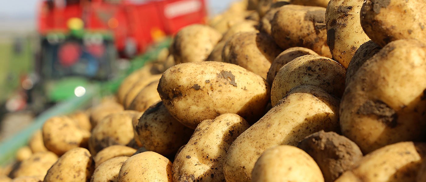 Πατάτα: Οι αναποδιές συνεχίζονται για τους Πελοποννήσιους, νέες ζημιές από παγετό