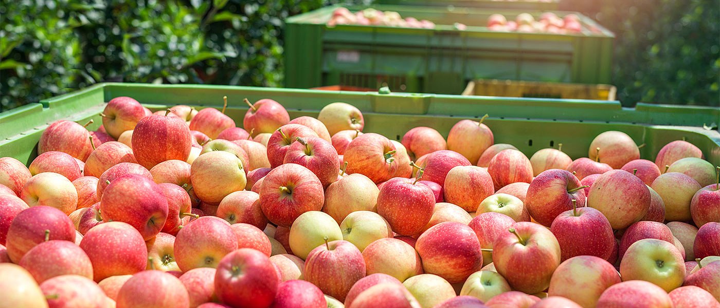 15 Δεκεμβρίου θα πει ο Γεωργαντάς μέτρα στήριξης μηλοπαραγωγών, συνδεδεμένη για λίγους