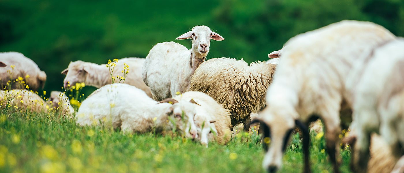 Νέο κρούσμα ευλογιάς στην Θεσσαλονίκη, 160 ζώα πάνε για θανάτωση, έλεγχοι από ΕΕ