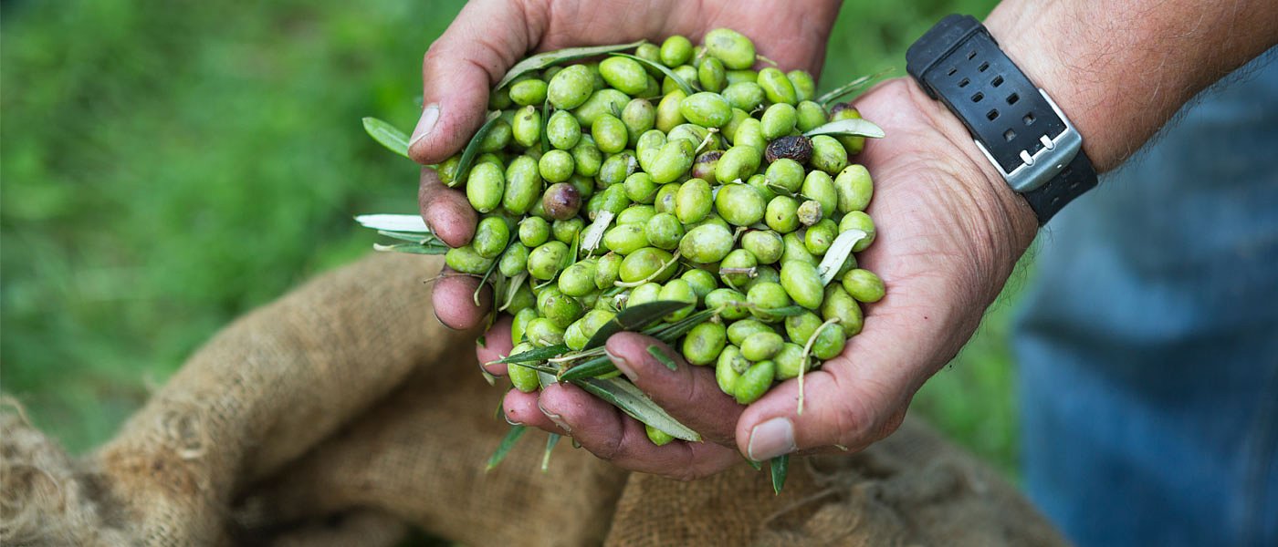 Τιμές ελιάς ανακοίνωσε ο Συνεταιρισμός Πηλίου 1,20 ευρώ τα μεγάλα μεγέθη Κονσερβολιάς