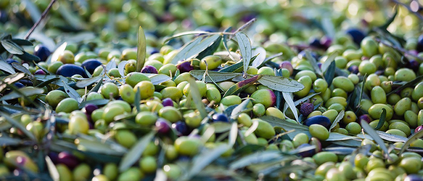 Ελαιοραβδιστικά και κλαδευτικά αλυσοπρίονα: Αποκλειστική συνέντευξη στη Stihl