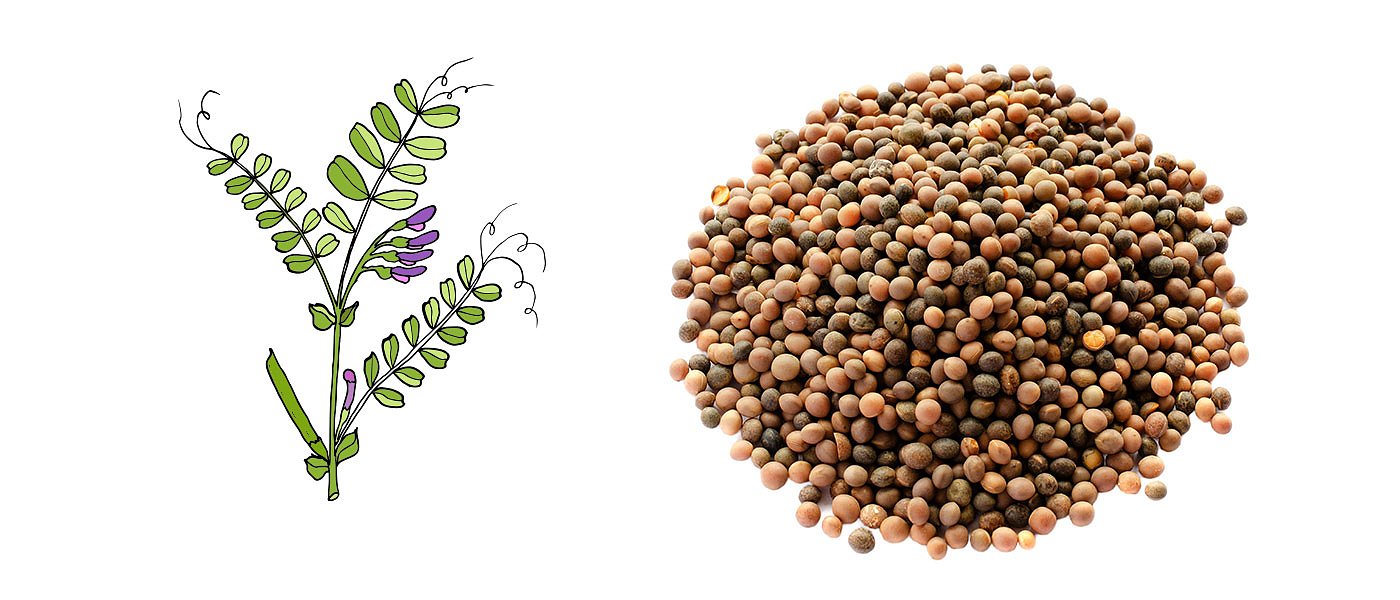 Φυτά και ψυχανθή για περιοχές οικολογικής εστίασης, ποιες είναι οι ενισχύσεις