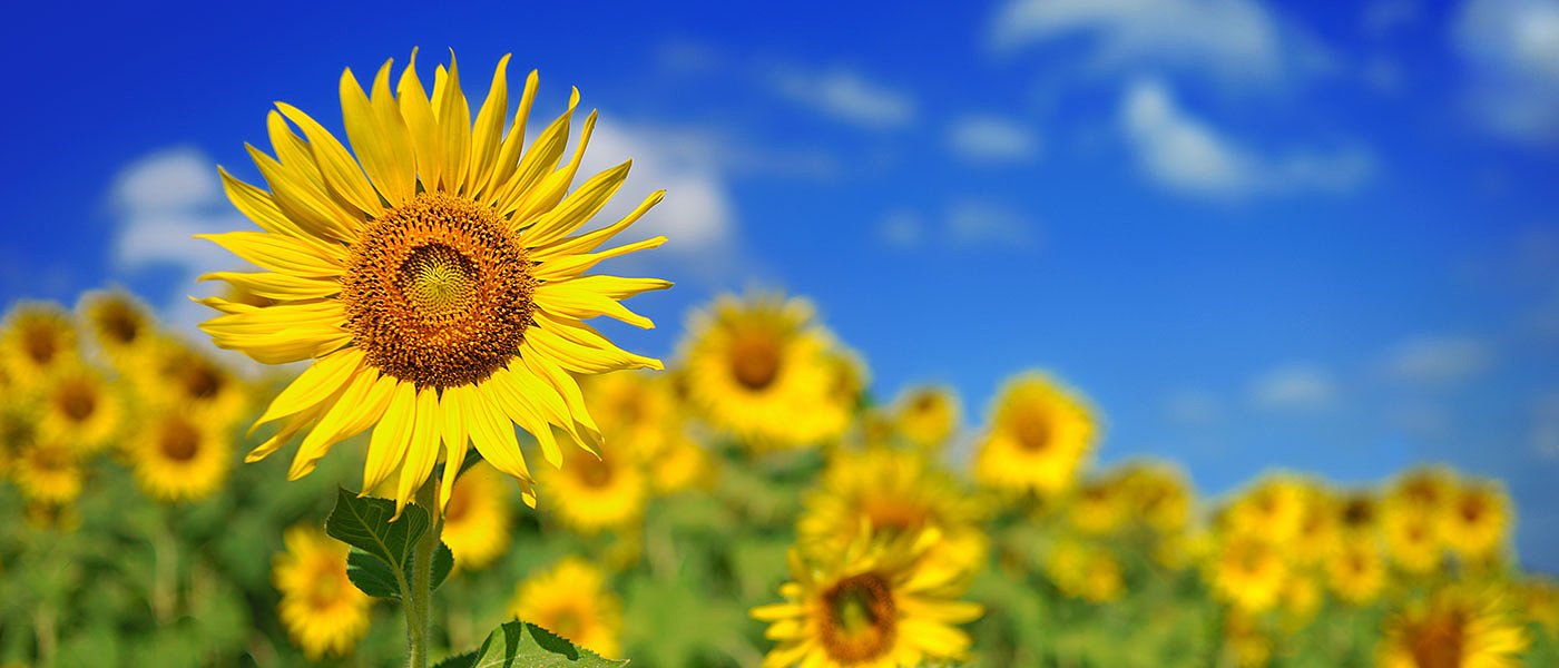 Πληρωμές αγροτών από την Ένωση Ορεστιάδας ενώ συνεχίζεται ο αλωνισμός ηλίανθου