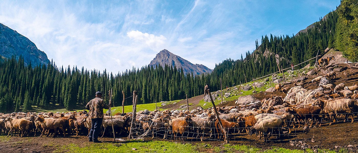 Παγιδεύτηκαν οι κτηνοτρόφοι και έμειναν χωρίς ζωοτροφές, τι θα πληρώσει το ΥπΑΑΤ