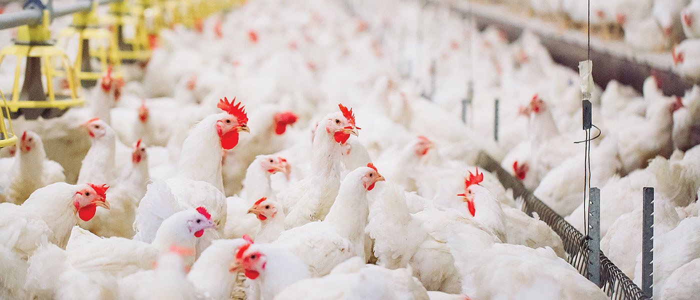 Διαμαρτυρία πτηνοτρόφων στην Αθήνα για ΦΠΑ και 120 δόσεις