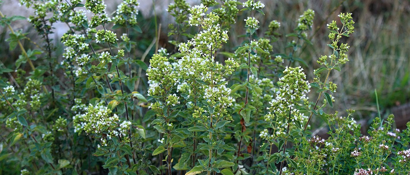 Αποζημιώσεις από ΕΛΓΑ ζητούν οι παραγωγοί ρίγανης της Θεσσαλίας, το θέμα πήγε στην Βουλή