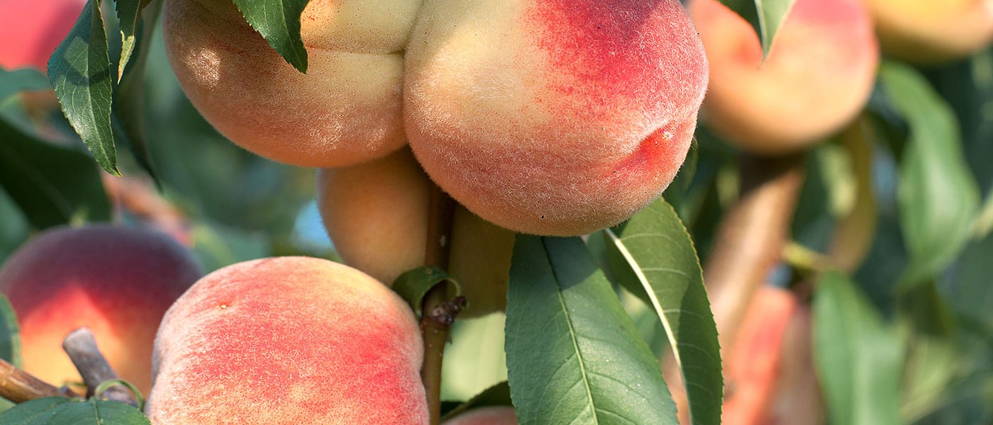 Καλές τιμές στα καλοκαιρινά φρούτα σε Ισπανία και Ιταλία, πρόβλημα στο κόστος παραγωγής