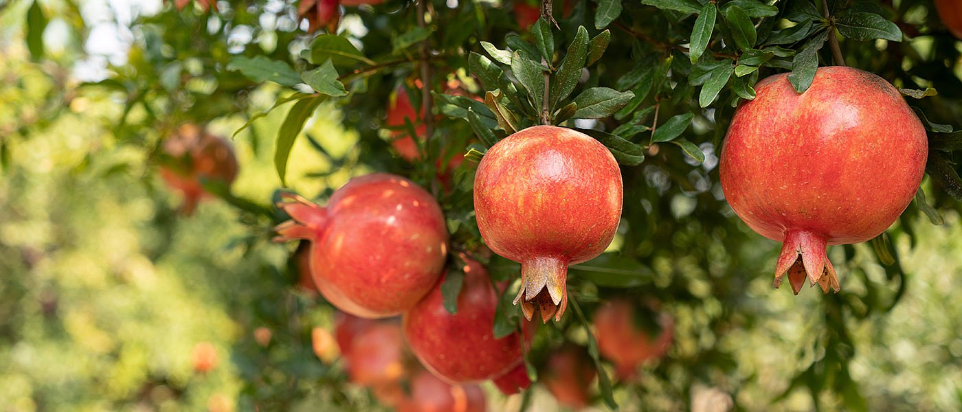 Ρόδια: Καταστροφή φυτικού κεφαλαίου και μείωση παραγωγής, τιμές ανοδικές