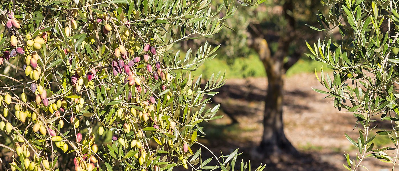 Σε άνοδο η καλλιέργεια ελιάς Καλαμών στις ΗΠΑ, γίνεται μόδα η κατανάλωσή της