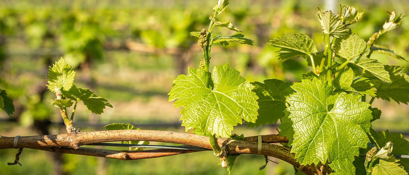 Αμπελόφυλλα από Τουρκία με επικίνδυνο κοκτέιλ υπολειμμάτων μπλόκαρε η Κύπρος