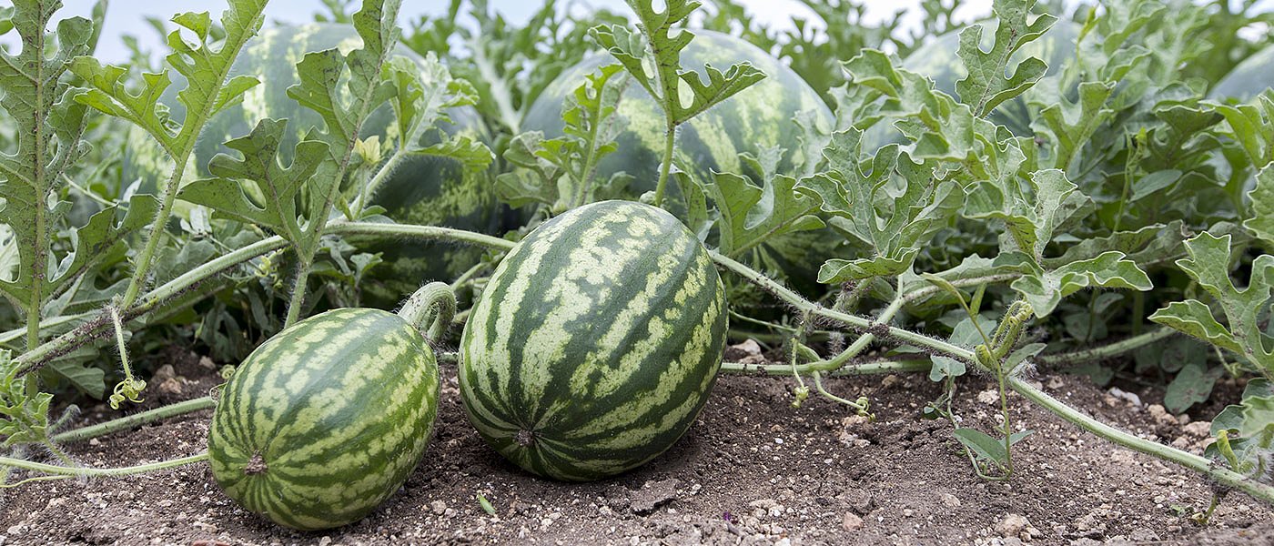 Ευκαιρία για εξαγωγές στο Ισραήλ για ελληνικά καρπούζια, ντομάτες και κολοκύθια