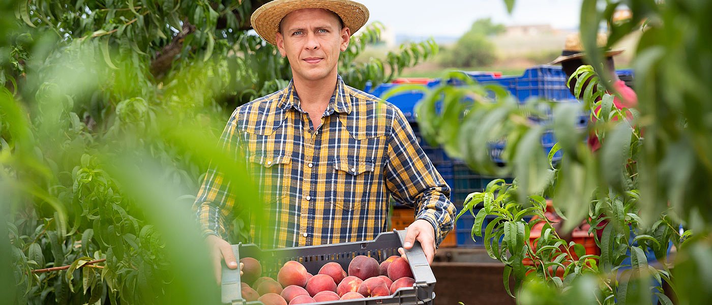 Συνάντηση στην Πέλλα για ασθένεια παραμόρφωσης ροδάκινων, ξεκρέμαστοι οι παραγωγοί
